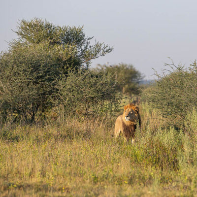 Nxai-male-lion-1-of-1