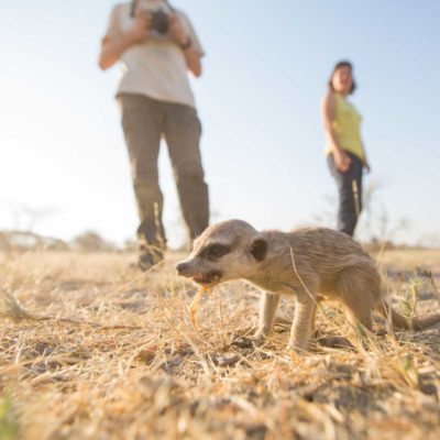 meerkat + kid 3-5