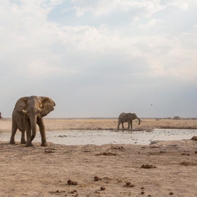 new eles at whole with lions