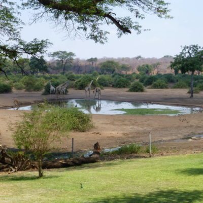 15-EVL-giraffe-waterhole-1