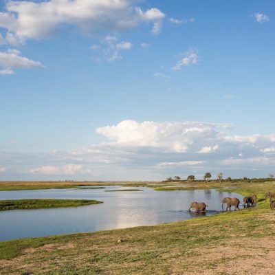 Chobe ele scene