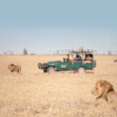 Game drive - CK