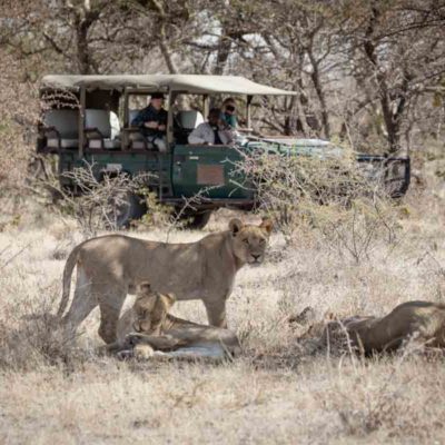 Game drives - Lions