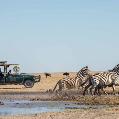 Game drives - Zebra