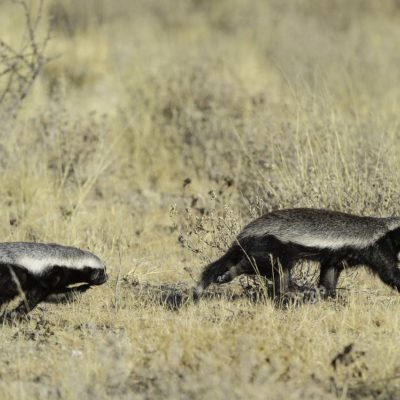 Kalahari_2012-06-105