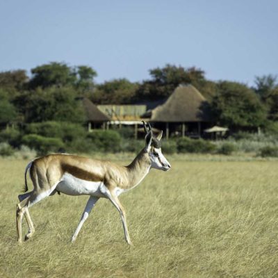 Kalahari_2015-03-3