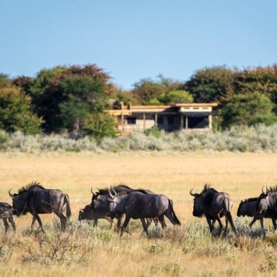 Kalahari_2015-03-8