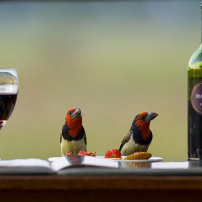 Kwando Lagoon birds