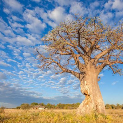 Kwando Nxai Pan baobab 2