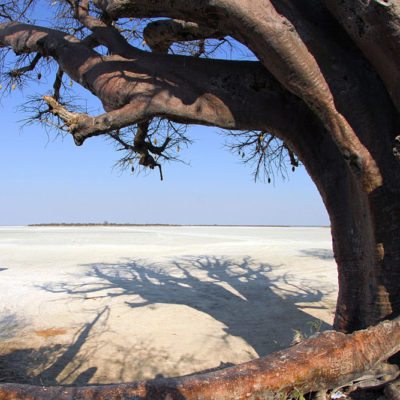 Kwando Nxai Pan baobab