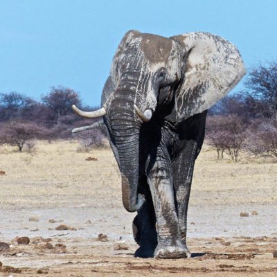 Kwando Nxai Pan elephant