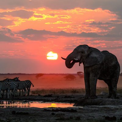 Kwando Nxai Pan elephant and zebra sunset