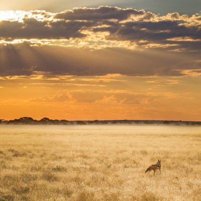 Kwando Tau Pan scenery with jackal