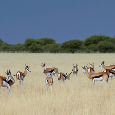 MM_Kalahari_Plains_April_2012_13