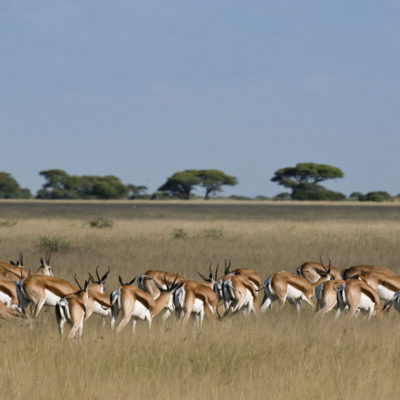 MM_Kalahariplains_Wildlife_09_56