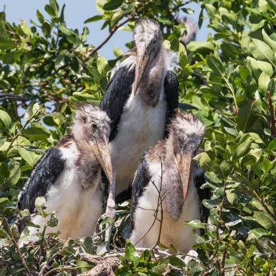 Marabou chicks nest