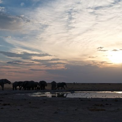 Nxai Pan - activities - game drive