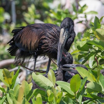 Openbill chicks feed