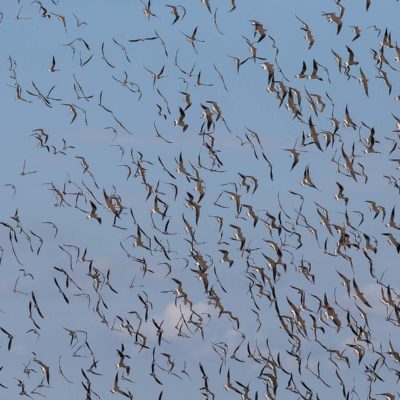Pratincole flock2