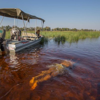 Swim with safari boat