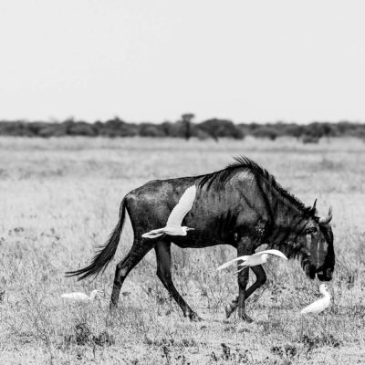 Wildebeest and egrets
