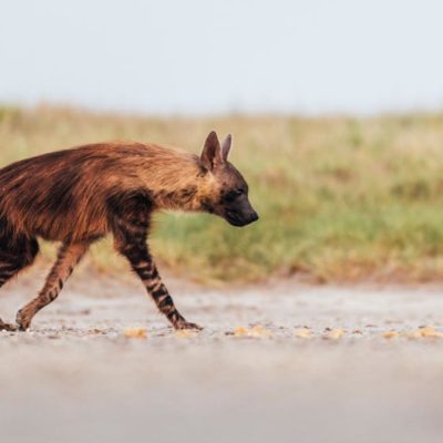 Wildlife - Brown hyena 1