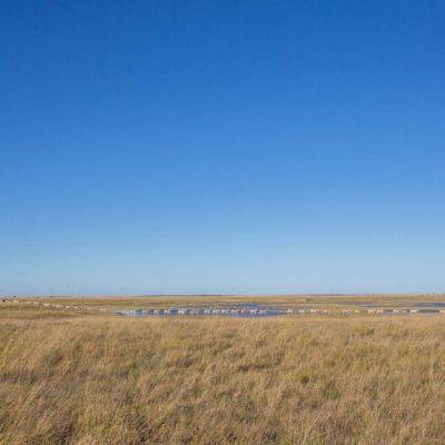 Zebra migration expanse