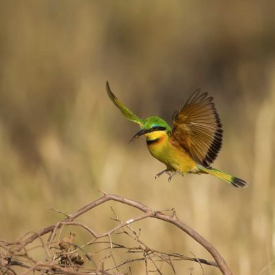 bee eater