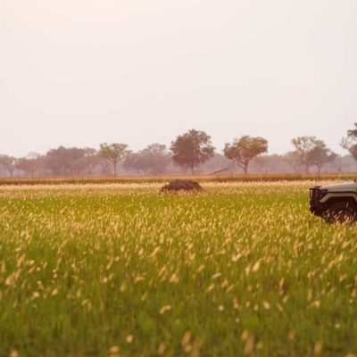 carplaingrass-shin-5711_hi-res