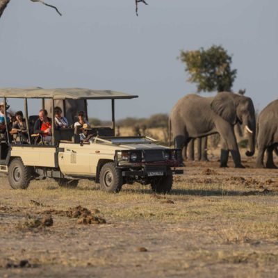 dds savuti game drive