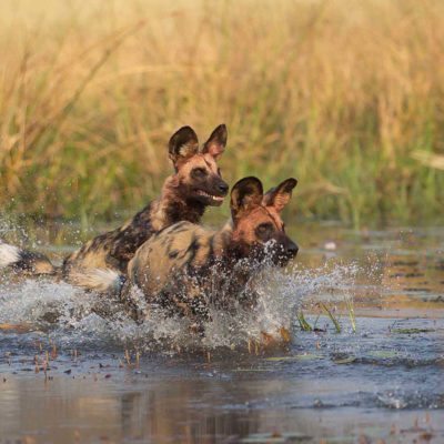 dogs-cross-water