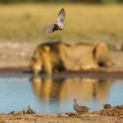 dove-lion NXAI