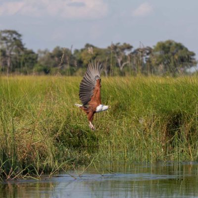 Fish eagle safari