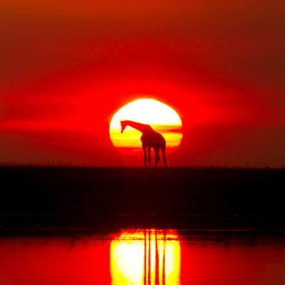 giraffe sunset