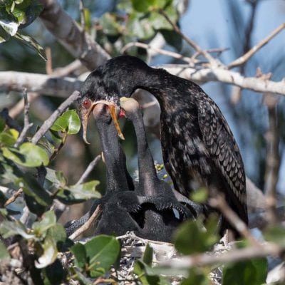 heronry 3