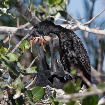 heronry 3