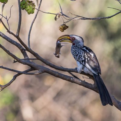 hornbill
