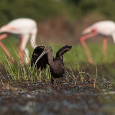 ibis old?