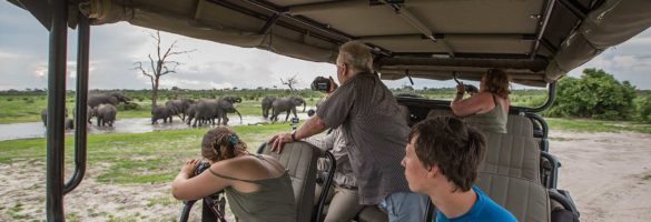 interior viewing elephants