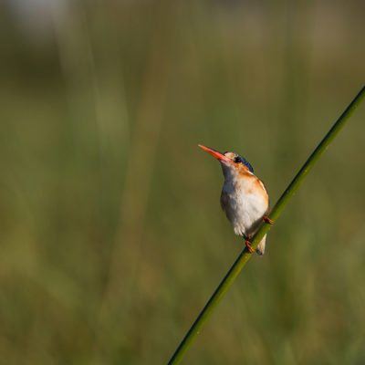 kingfisher