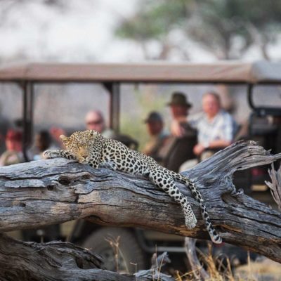 leopard-and-car