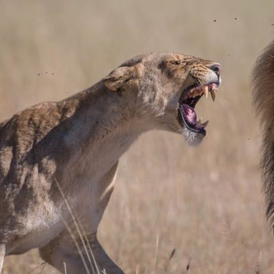 lion fight site size 1
