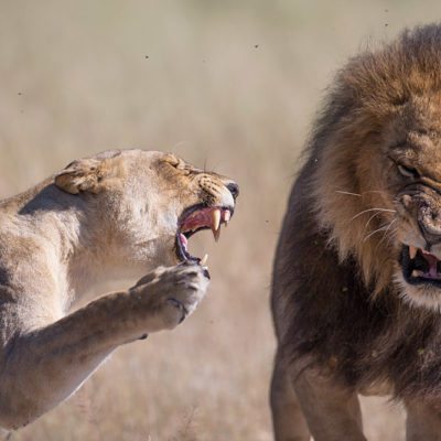 lions in action 2 low