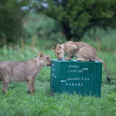 lions on sign block
