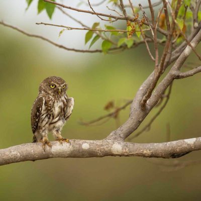 pS owl