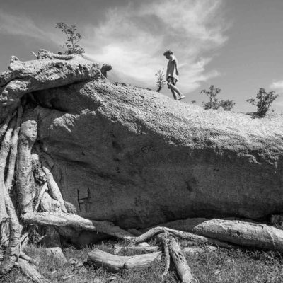 Chapmans Baobab