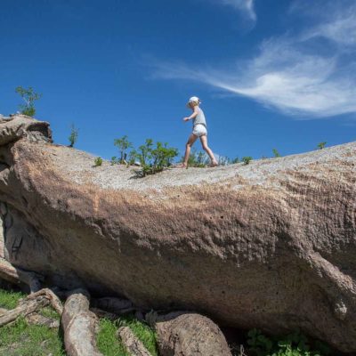 Chapman's Baobab