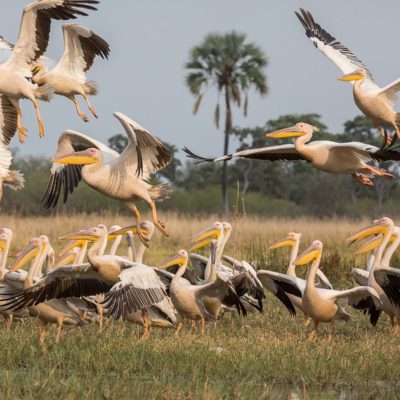 pelicans-2
