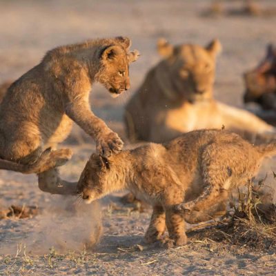 savuti game lion cubs
