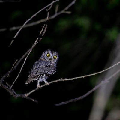 scops owl (1 of 1)